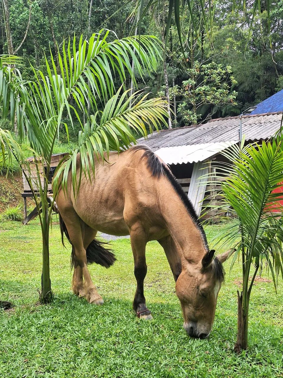Vendo cavalo crioulo e um pônei  - Foto 3