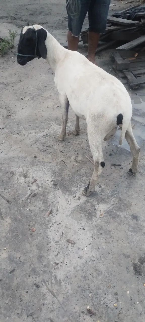 Vendo carneiro com um ano sete meses 