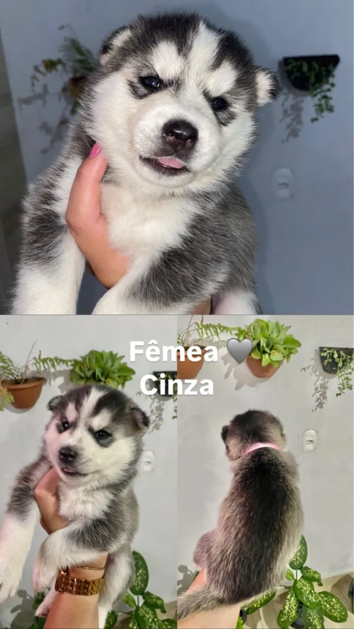 Filhotes de husky siberiano