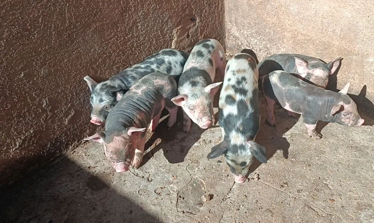 6 leitão e a mãe  - Foto 2