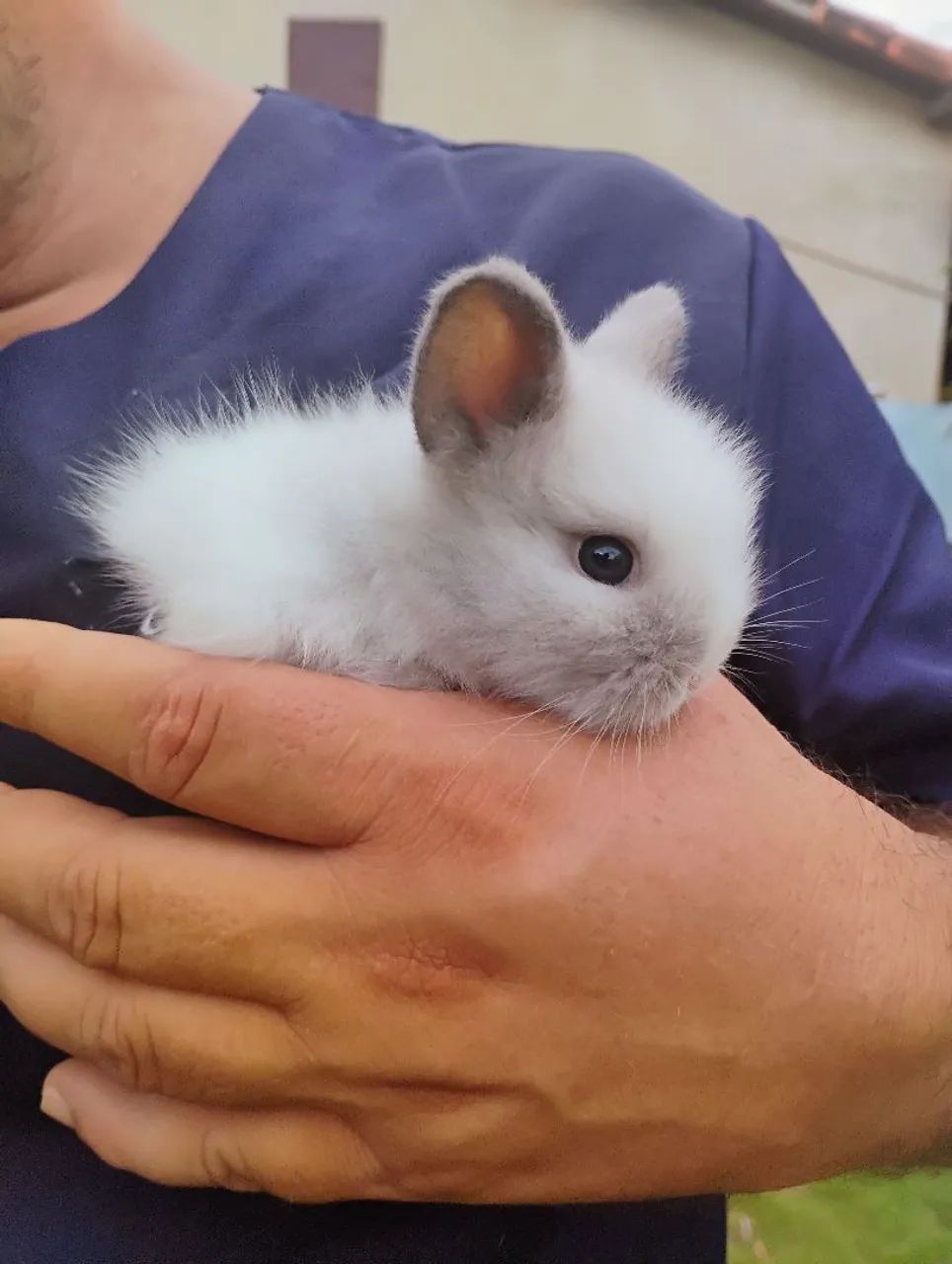 Coelho a venda  - Foto 6