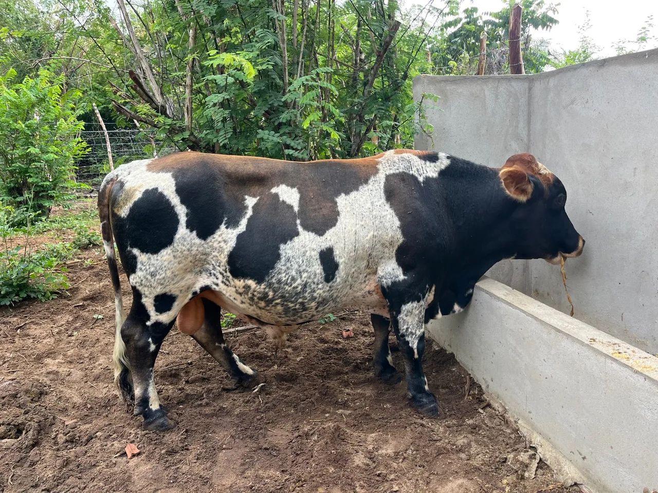 Mine Touro 3 anos e meio. Filho de Touro puro  - Foto 3