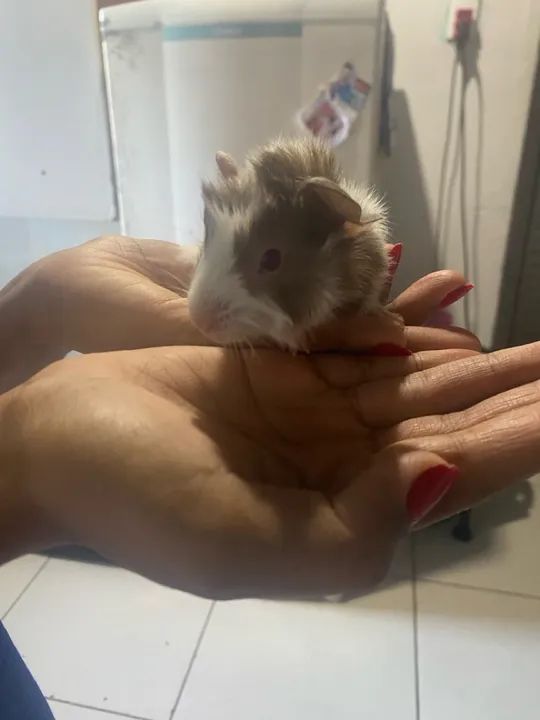 Fofinho porquinho da índia  - Foto 4