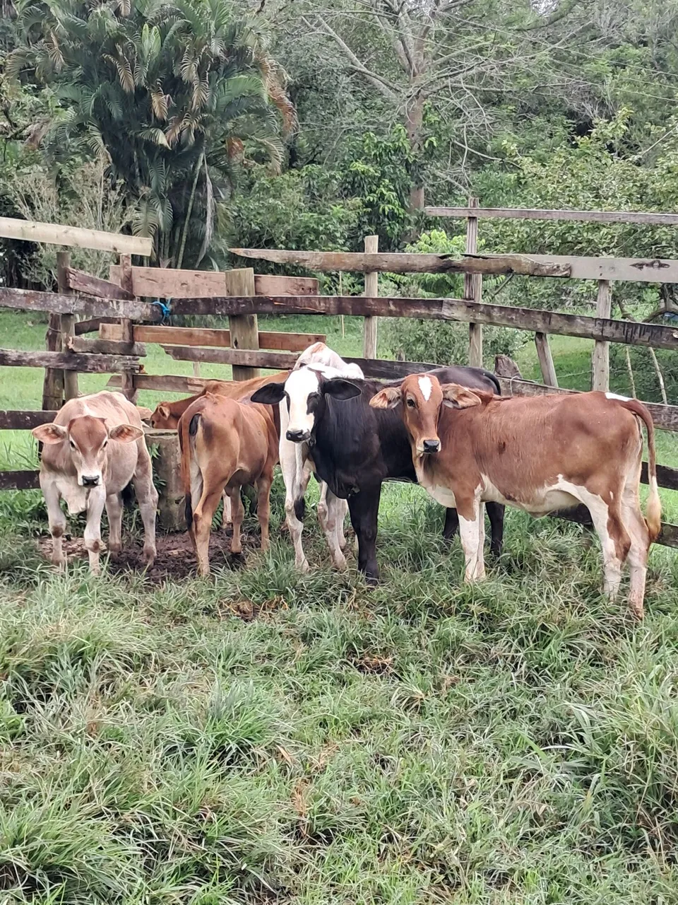 6 bezerros desmama