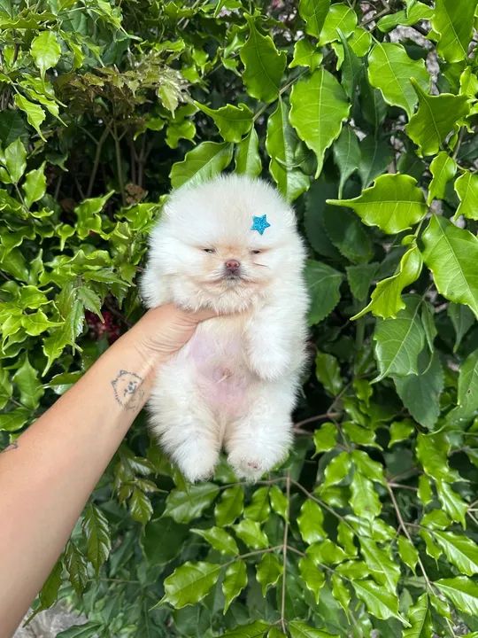 Pomerania Ursinho   - Foto 2
