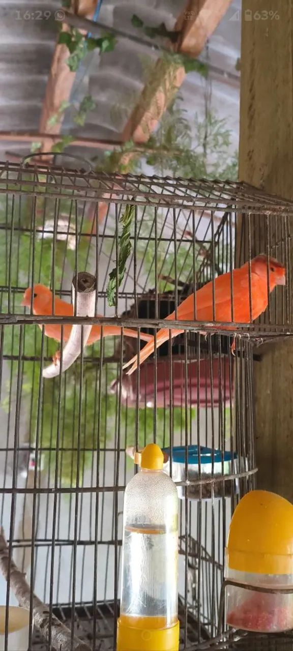 Disponíveis  - Foto 3