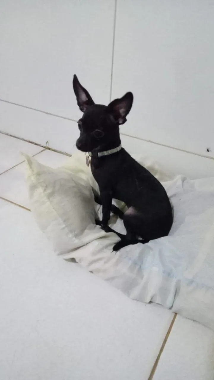 Filhote de Pinscher fêmea.$500.zap *30