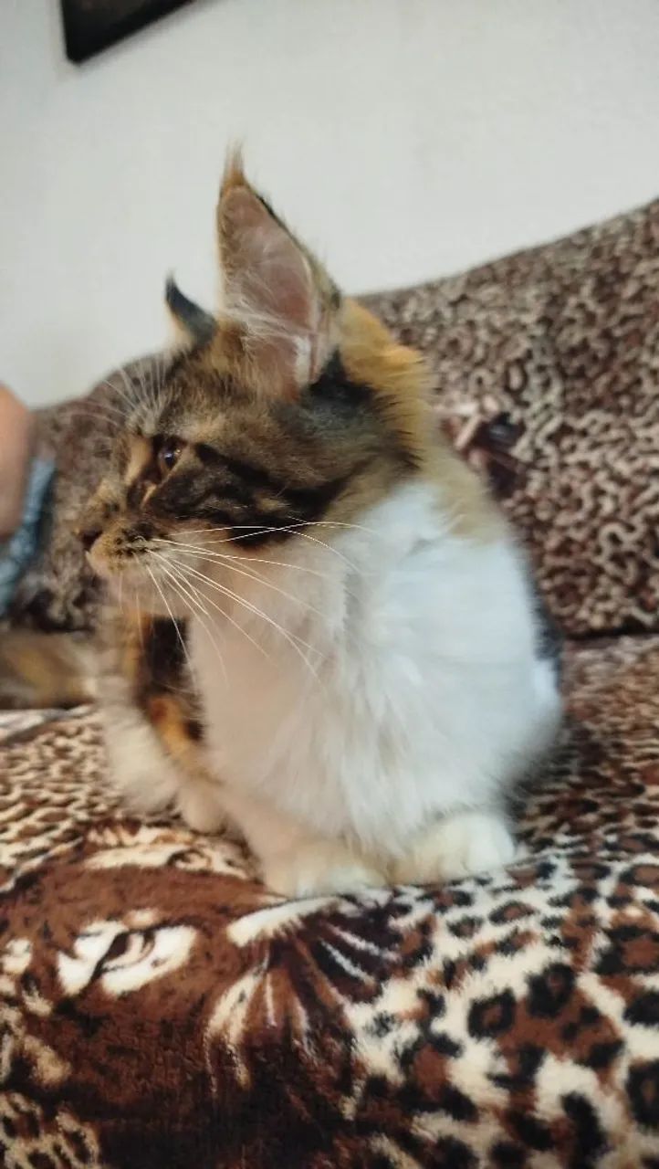 Maine Coon fêmea (inteira) - Foto 3