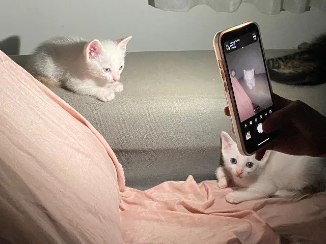 Gatinhos lindos para doação 64169288908417120