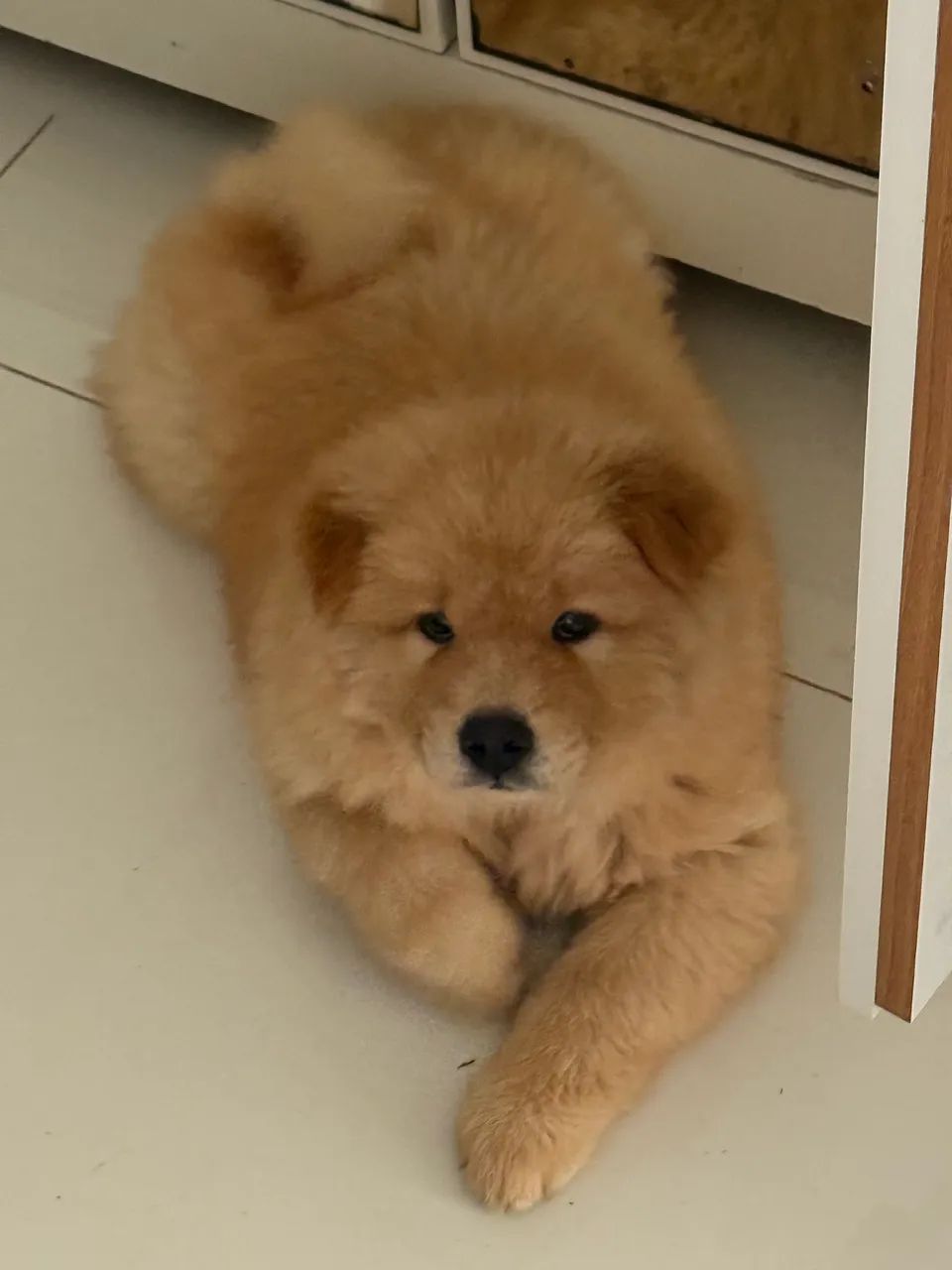 Vende-se Chow Chow Puro - Foto 4