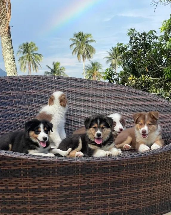 Filhote Border Collie - Lindíssimo! - Foto 4