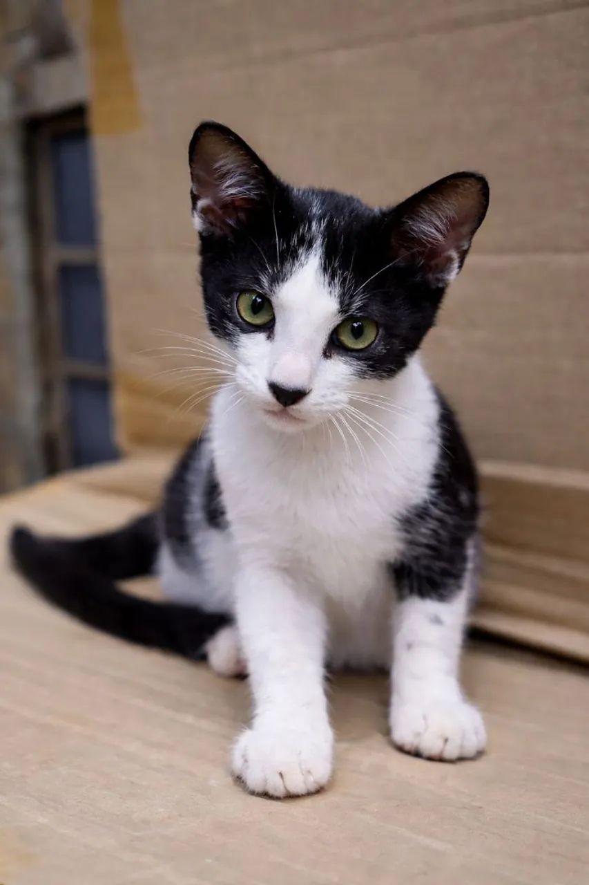 Doação desse gatinho.. 