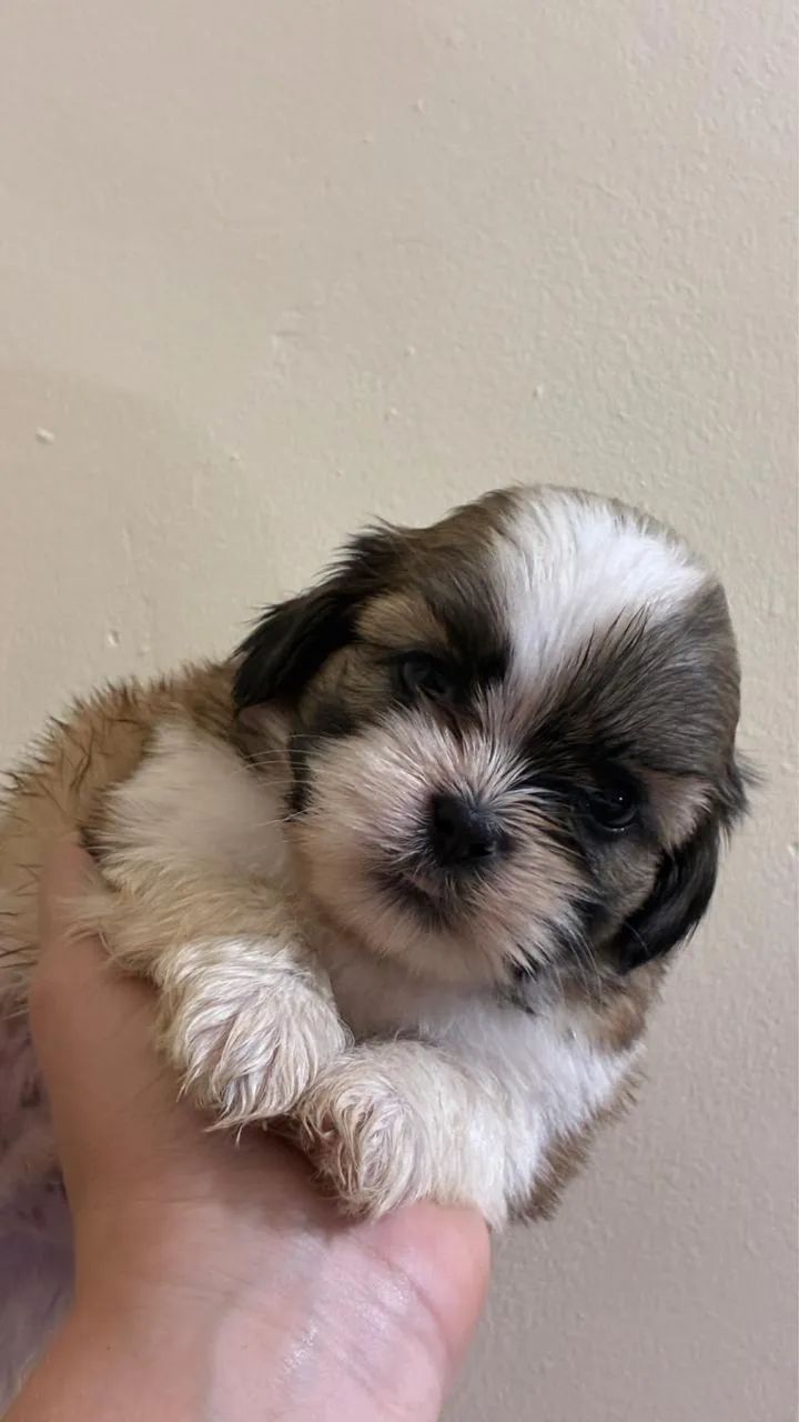 Shih tzu