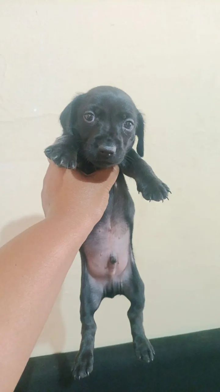 Cachorro várias raças 