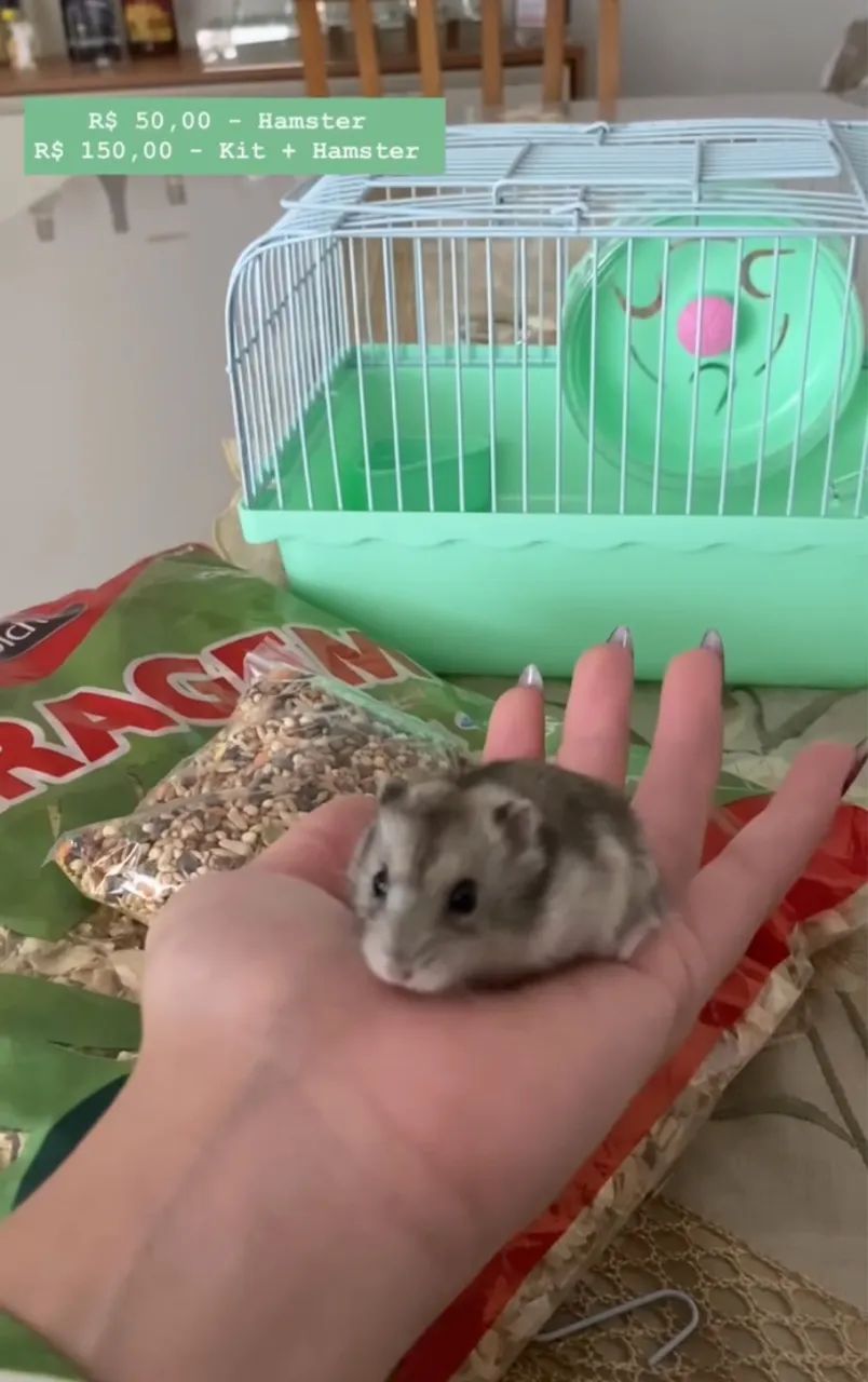 Kit de hamster anao russo  - Foto 2