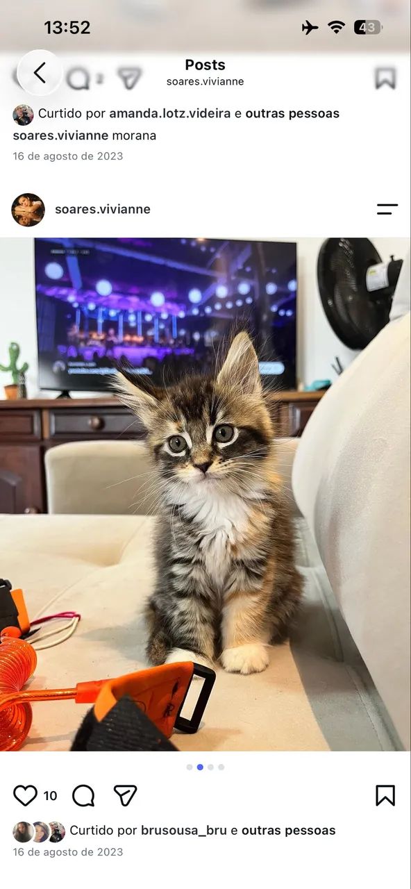Filhotes Maine Coon