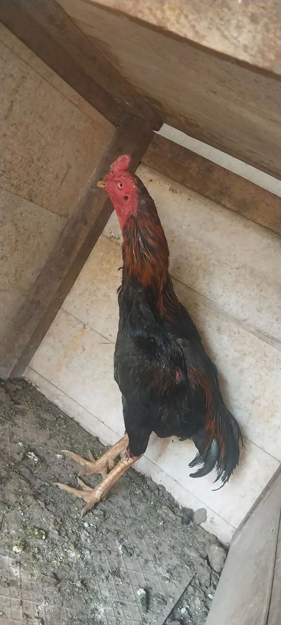 frango  - Foto 5
