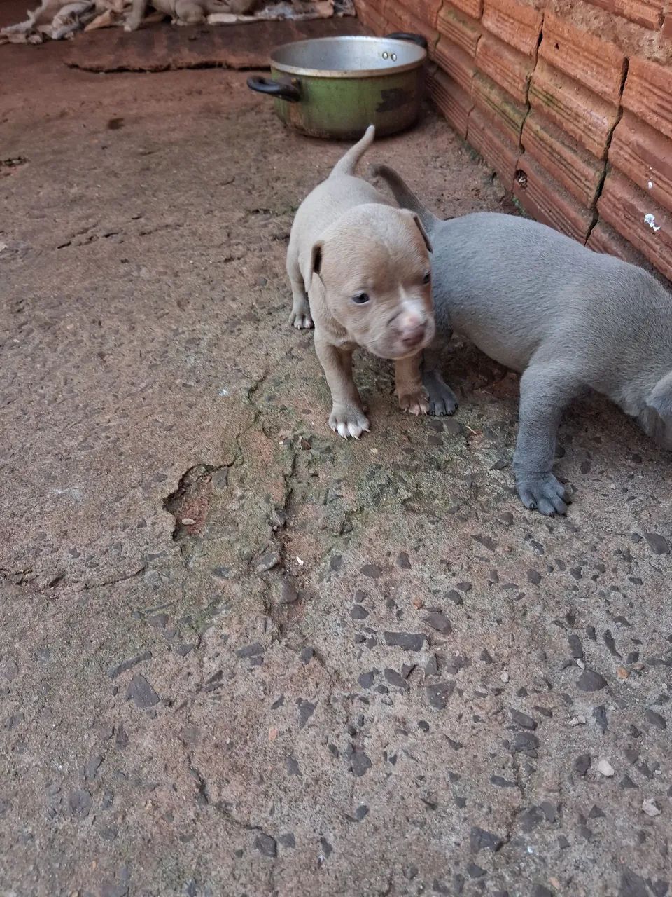 Pitbull  - Foto 3