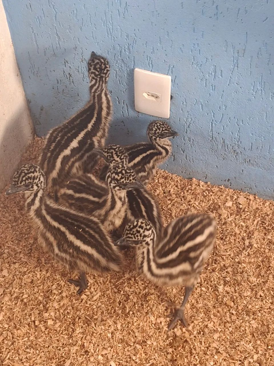 Emu