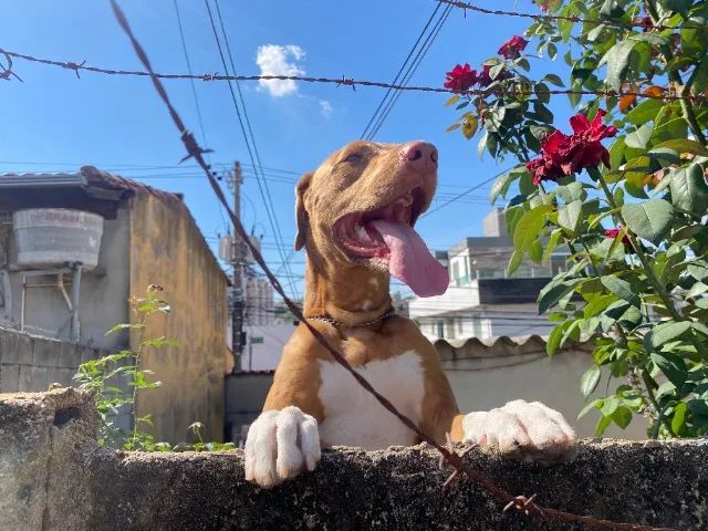 Adoção Cachorro - Pitbull com viralata - Foto 4