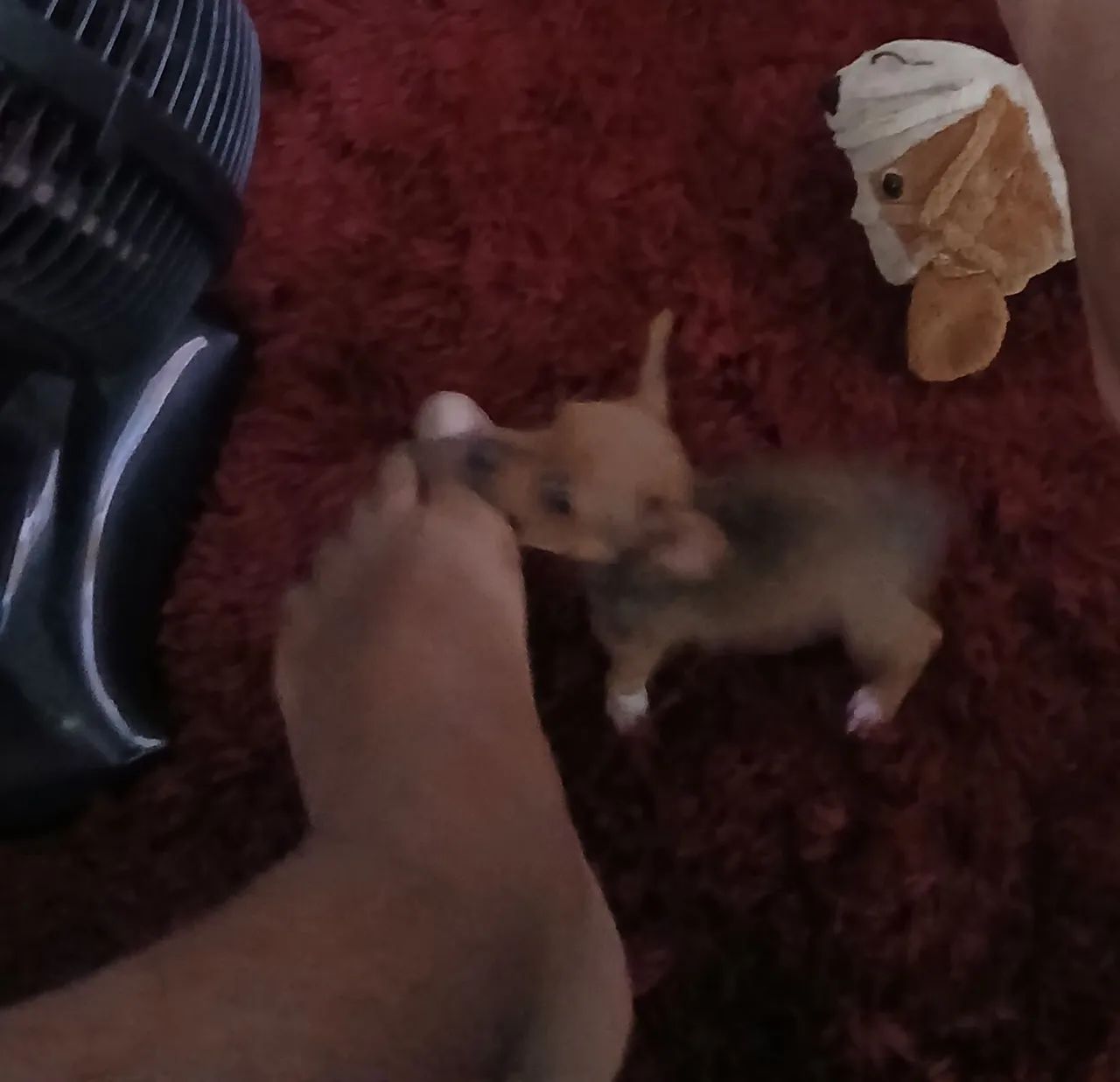 Pinscher  machinho  - Foto 4