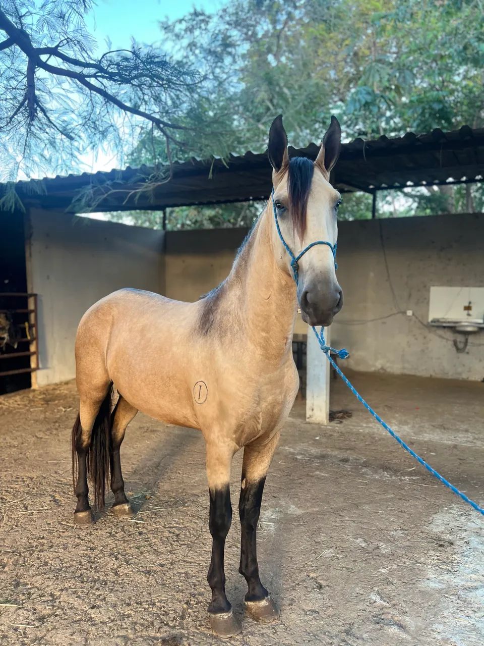 Cavalo garanhão , égua prenha e potro Campolina - registrados e filhos de campeões  - Foto 4