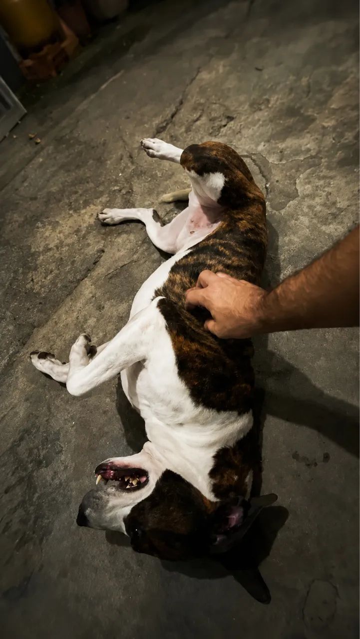 Doação de cachorro - Foto 3