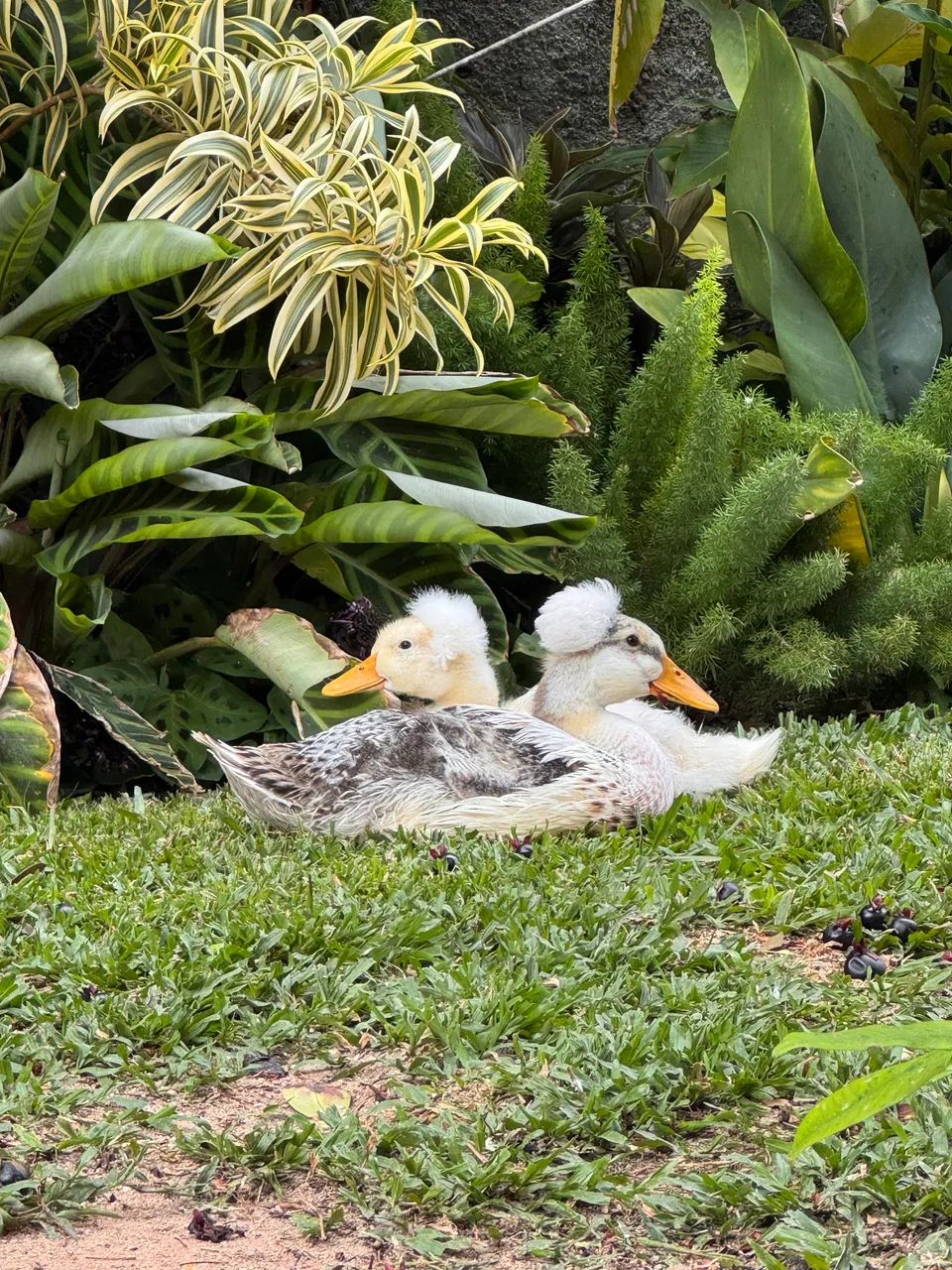 Marreco de Pompom  - Foto 4