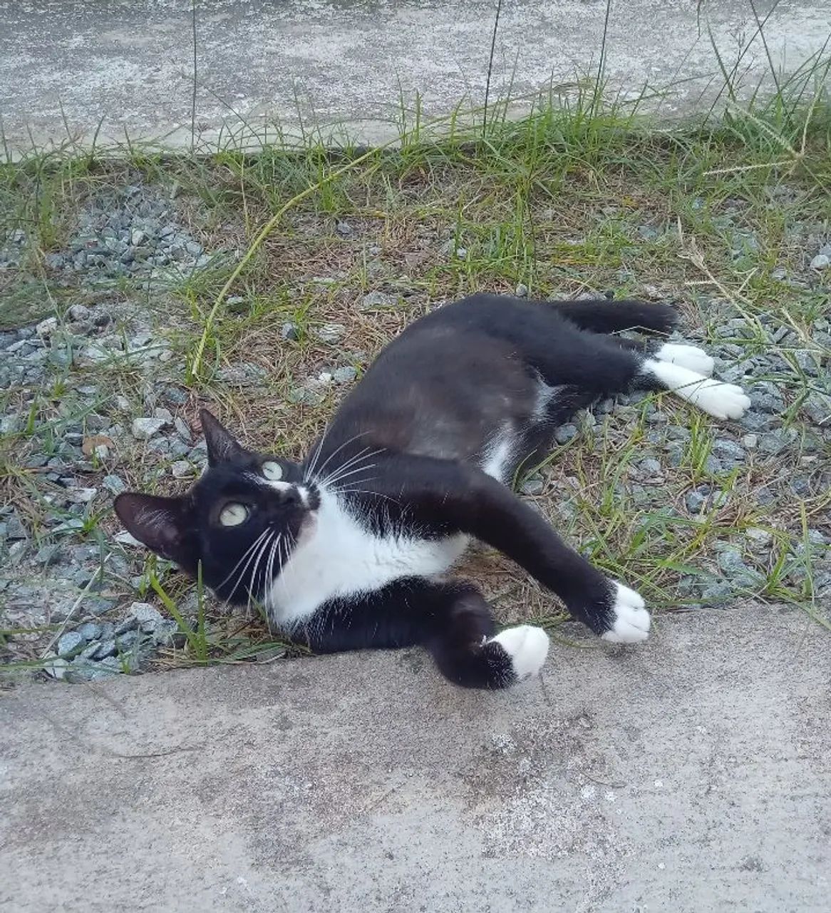 Adoção responsável - Gata castrada  - Foto 2