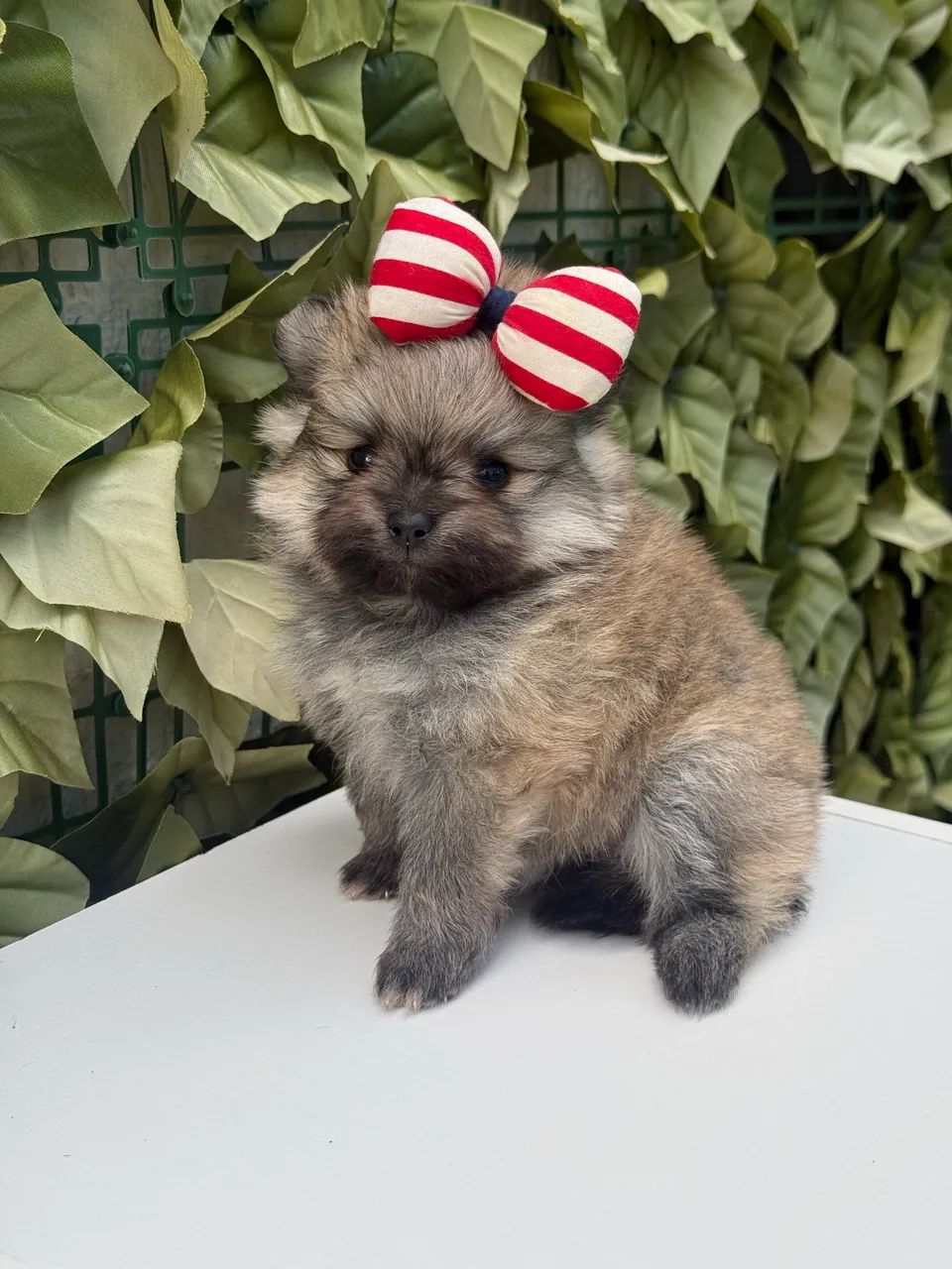 Lulu da Pomerania Anão  - Foto 4