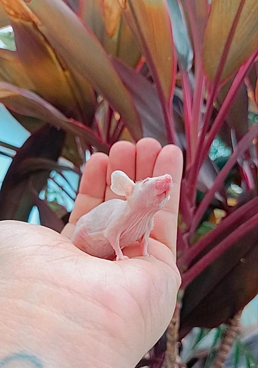 Camundongos hairless