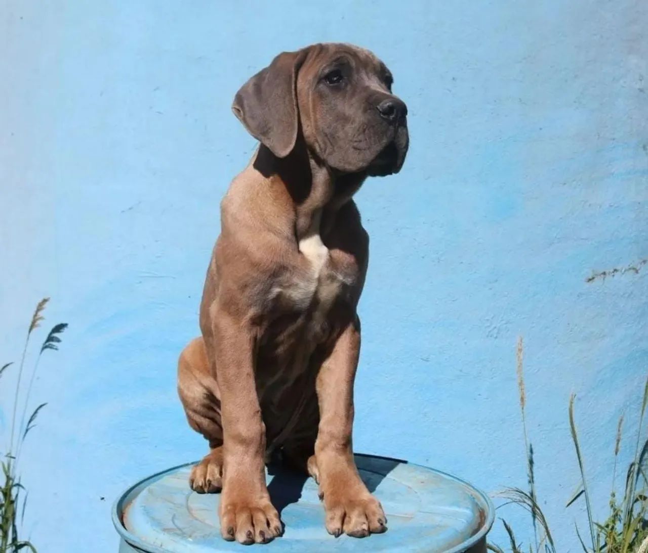 Filhote cane corso macho - Foto 2