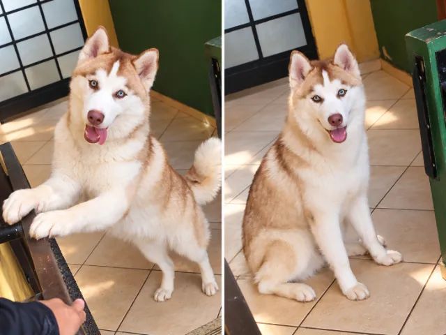 Husky Siberiano Macho - Foto 2