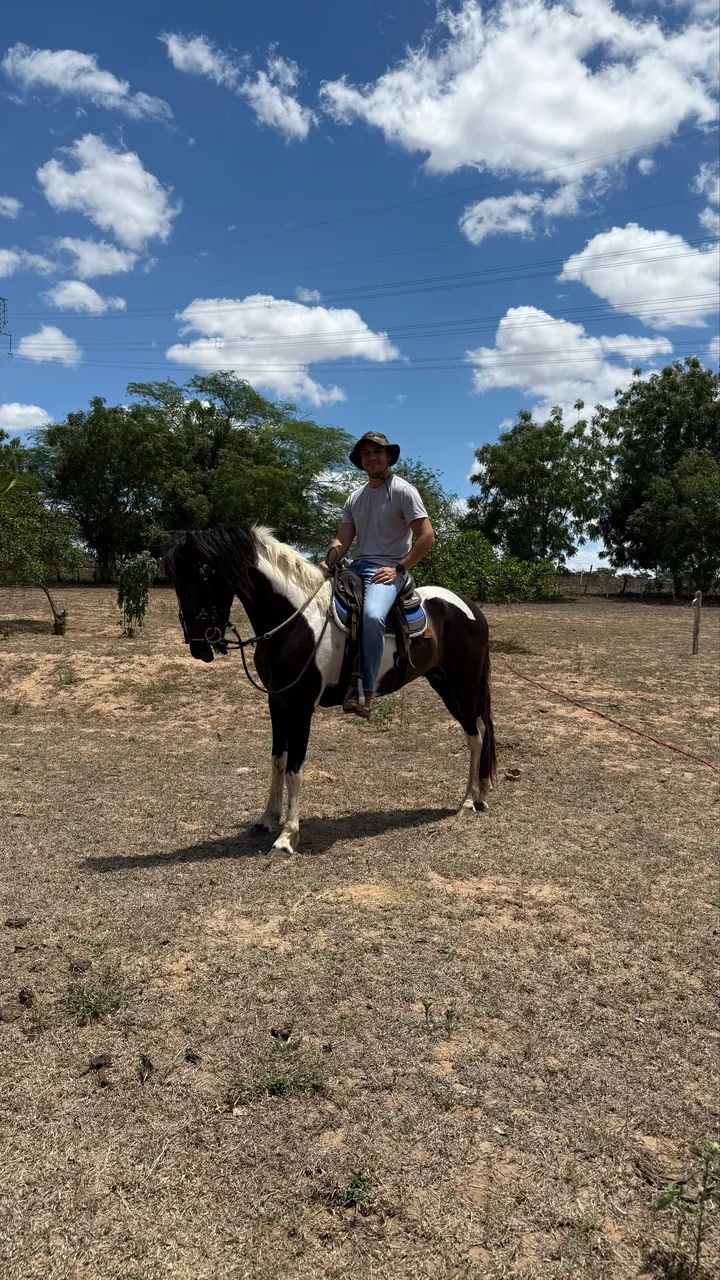 Cavalo - Foto 2