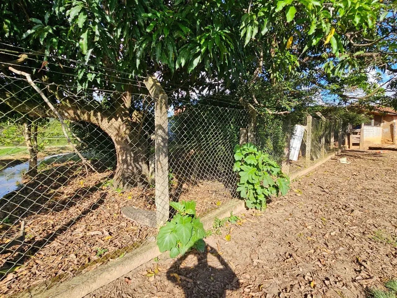 Fazenda 5.5 Alqueires - Foto 5