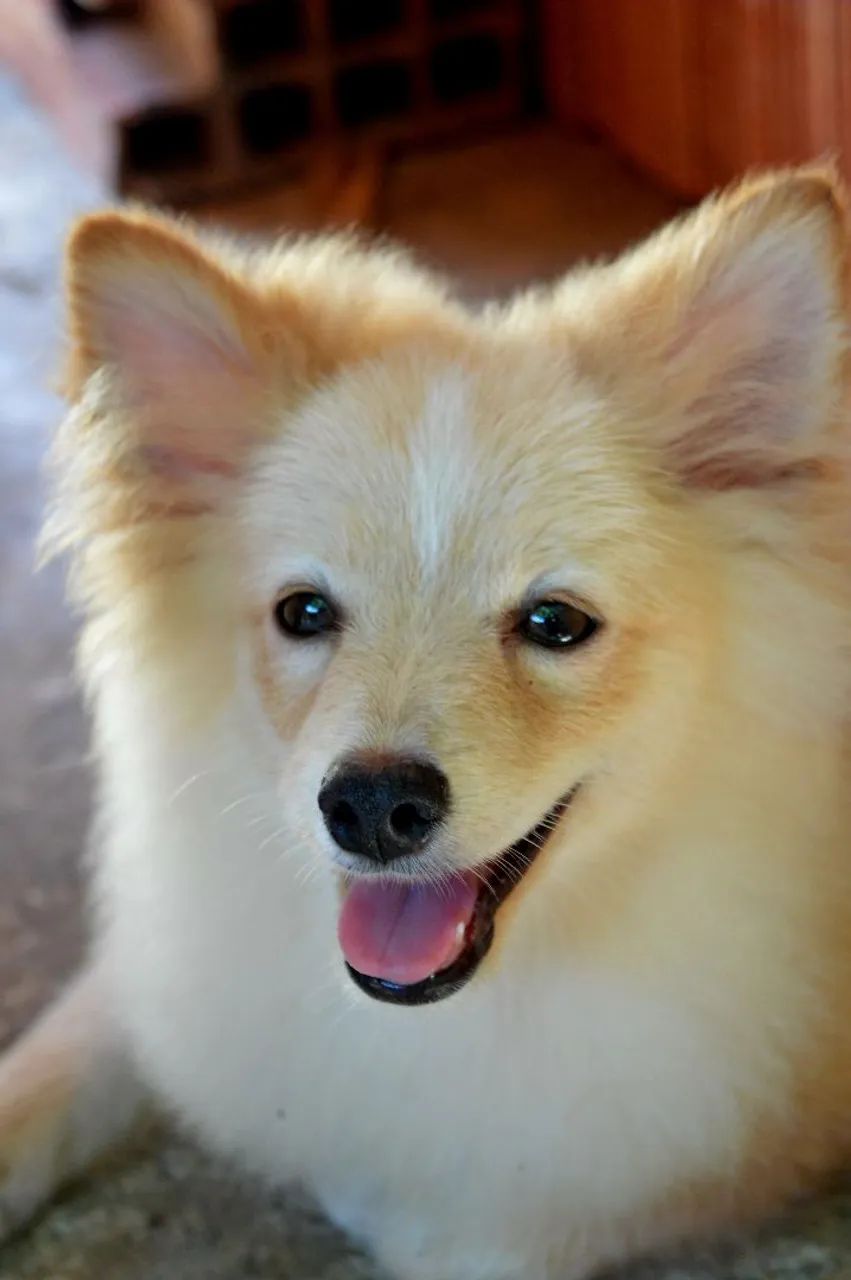 Spitz Alemao - Foto 2