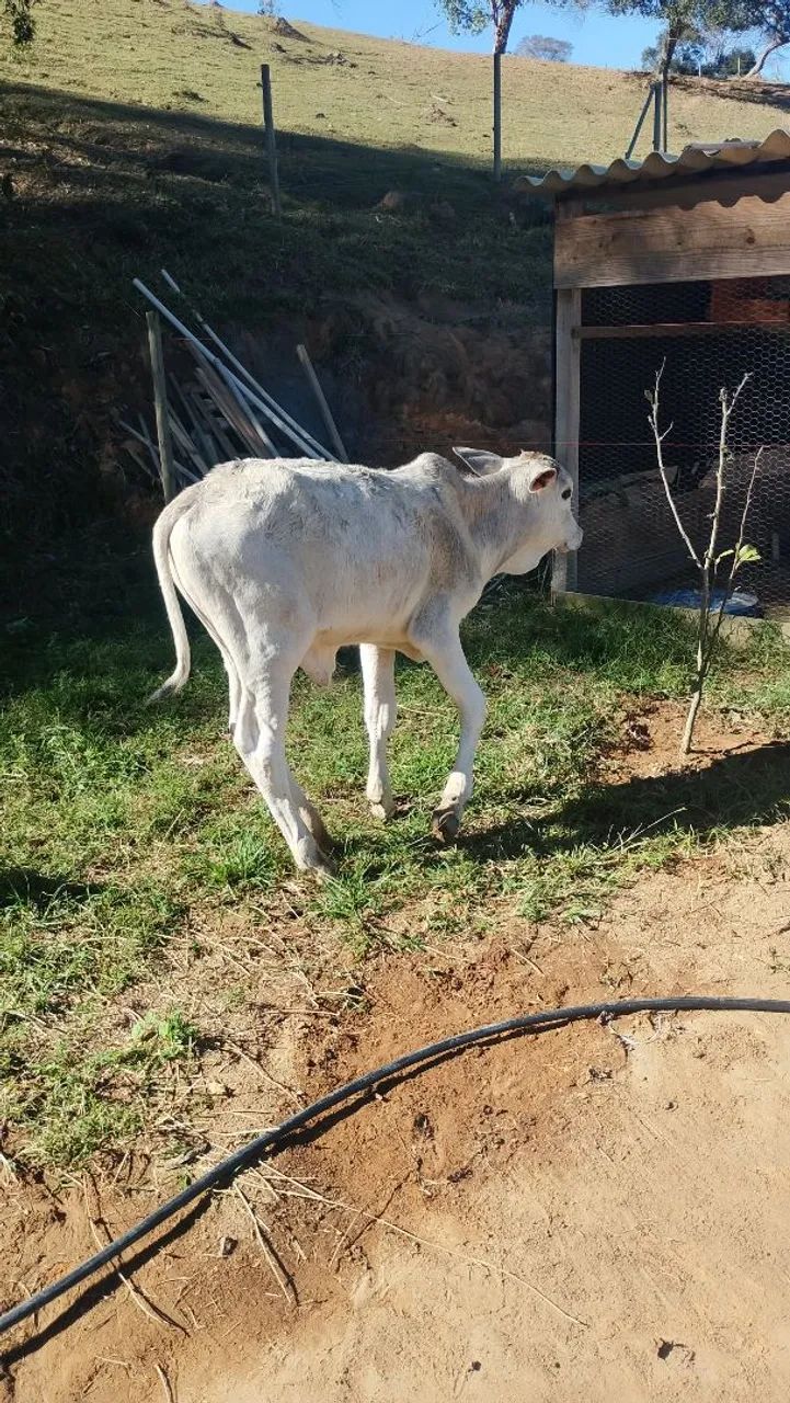 Bezerro  - Foto 5