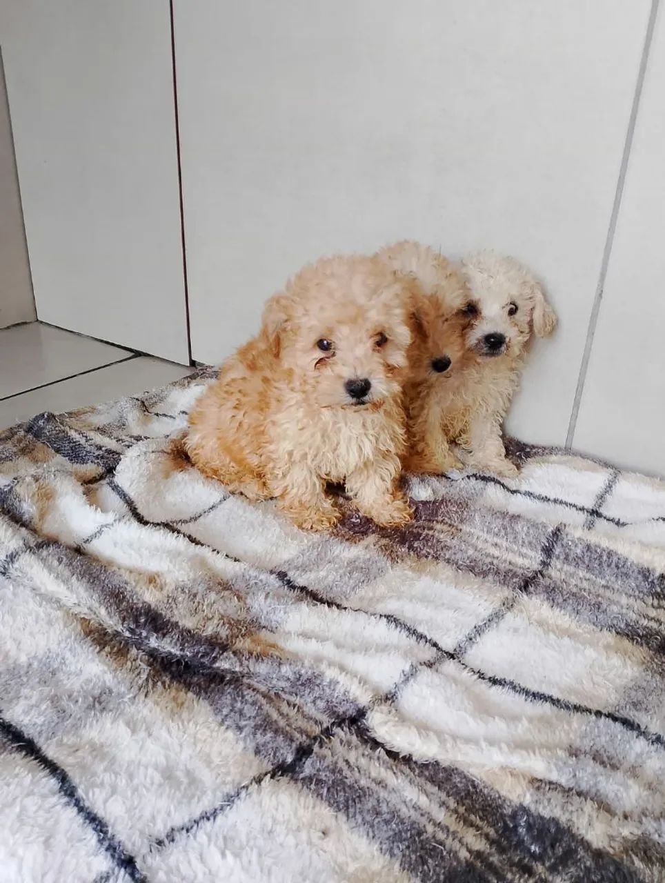 Filhotes de poodle macho