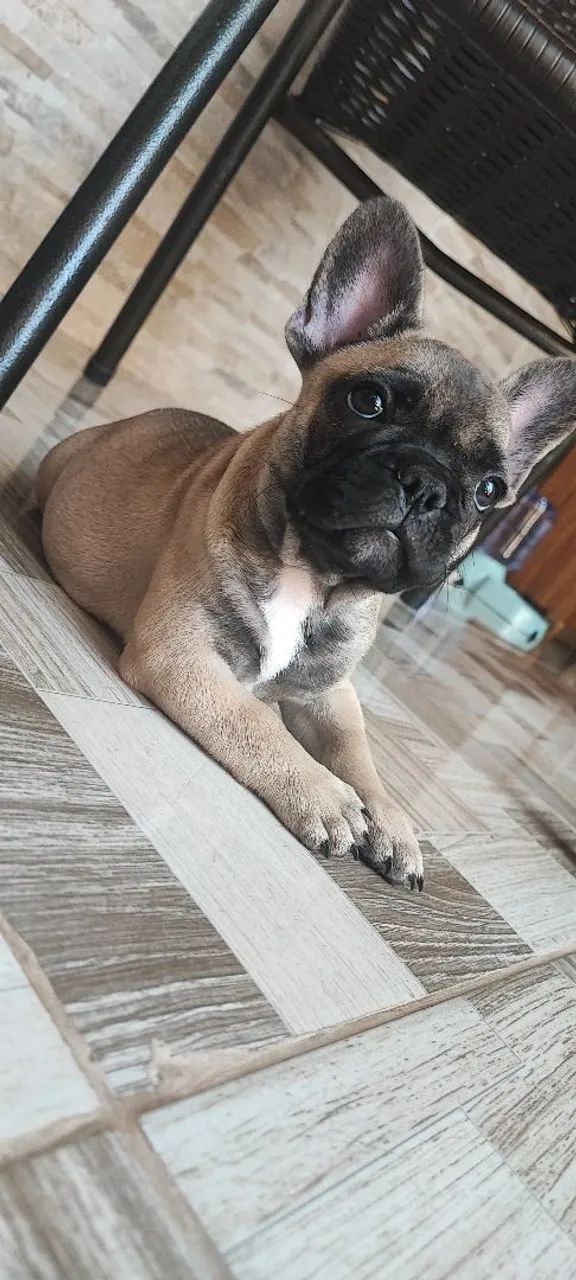 ? BULDOGUE FRANCÊS EXÓTIC MICRO ? - Foto 3