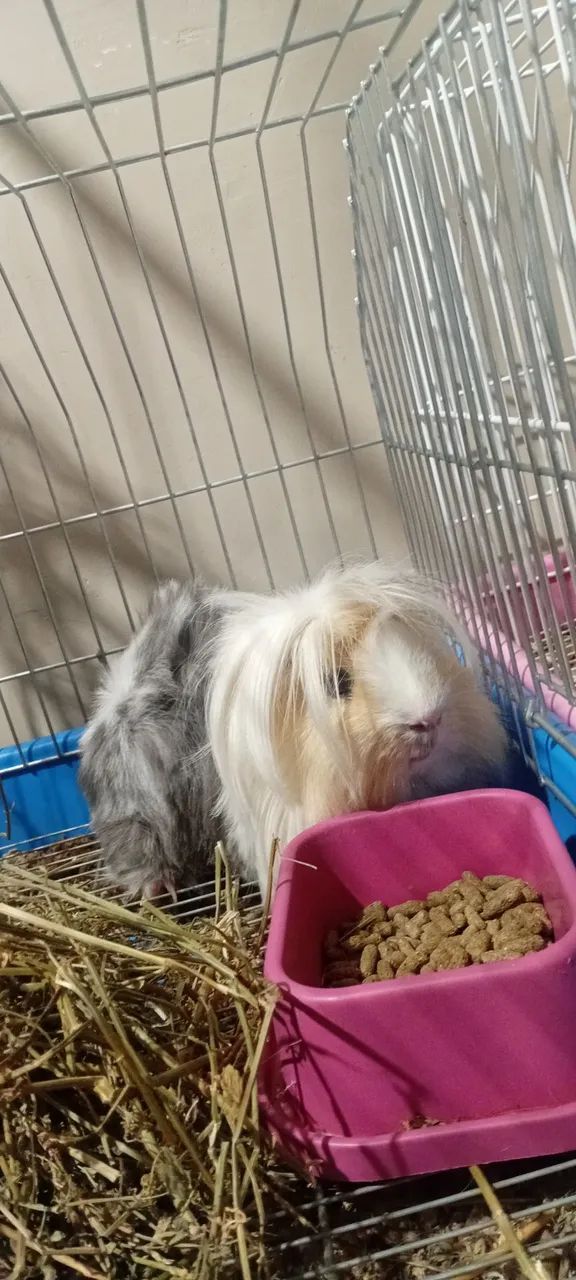 Porquinho da india macho