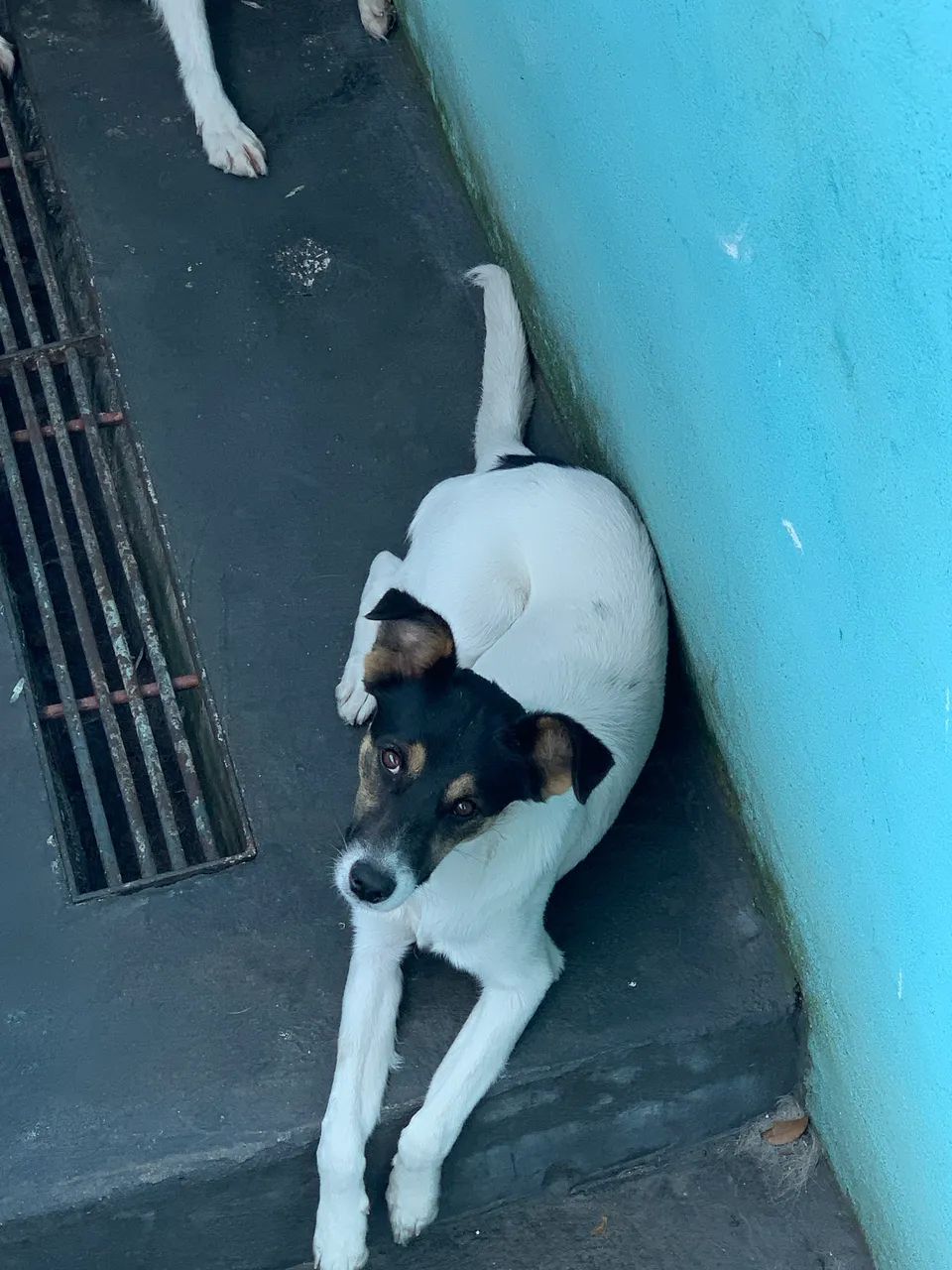 Doação de cadelinha - Foto 2