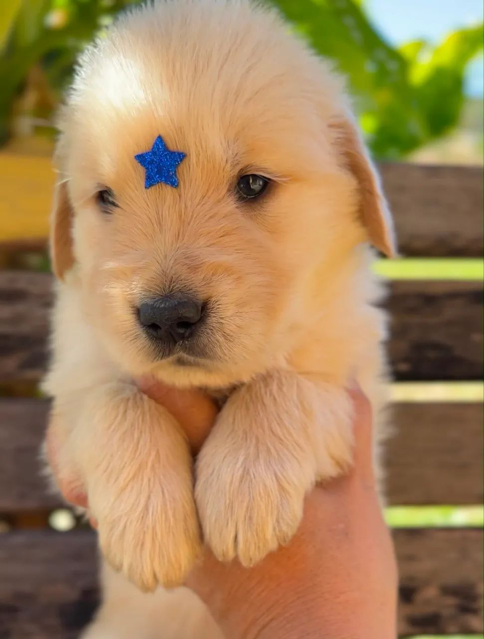 Filhote de golden retriever  - Foto 3