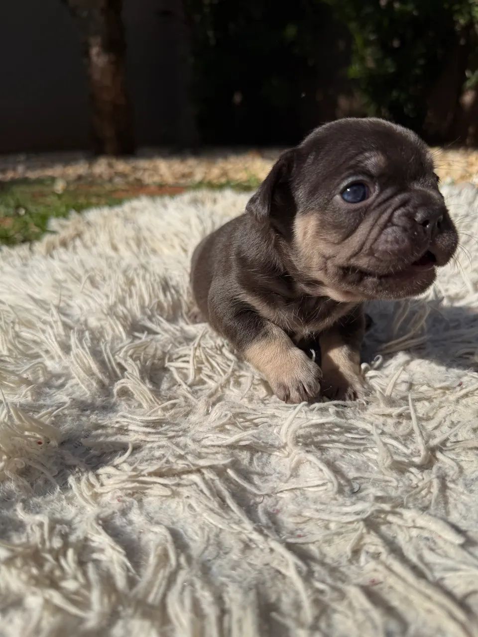 Vendo Buldogue Francês  - Foto 4
