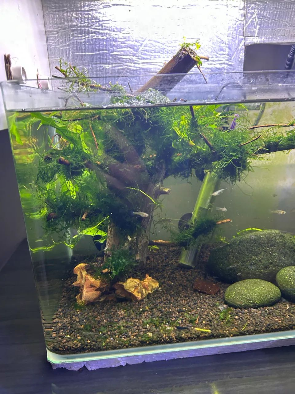 ? VENDO BONSAI DE MUSGO DE JAVA + ROUND PELIA ? - Foto 2