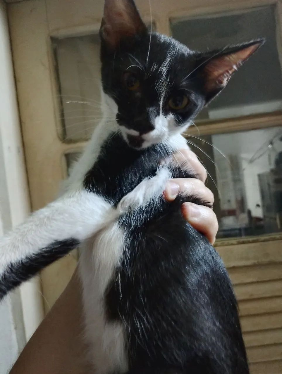 FILHOTES CASTRADOS E VERMIFUGADOS para adoção  - Foto 6