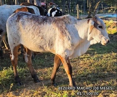 BEZERRO MACHO 8 MESES 