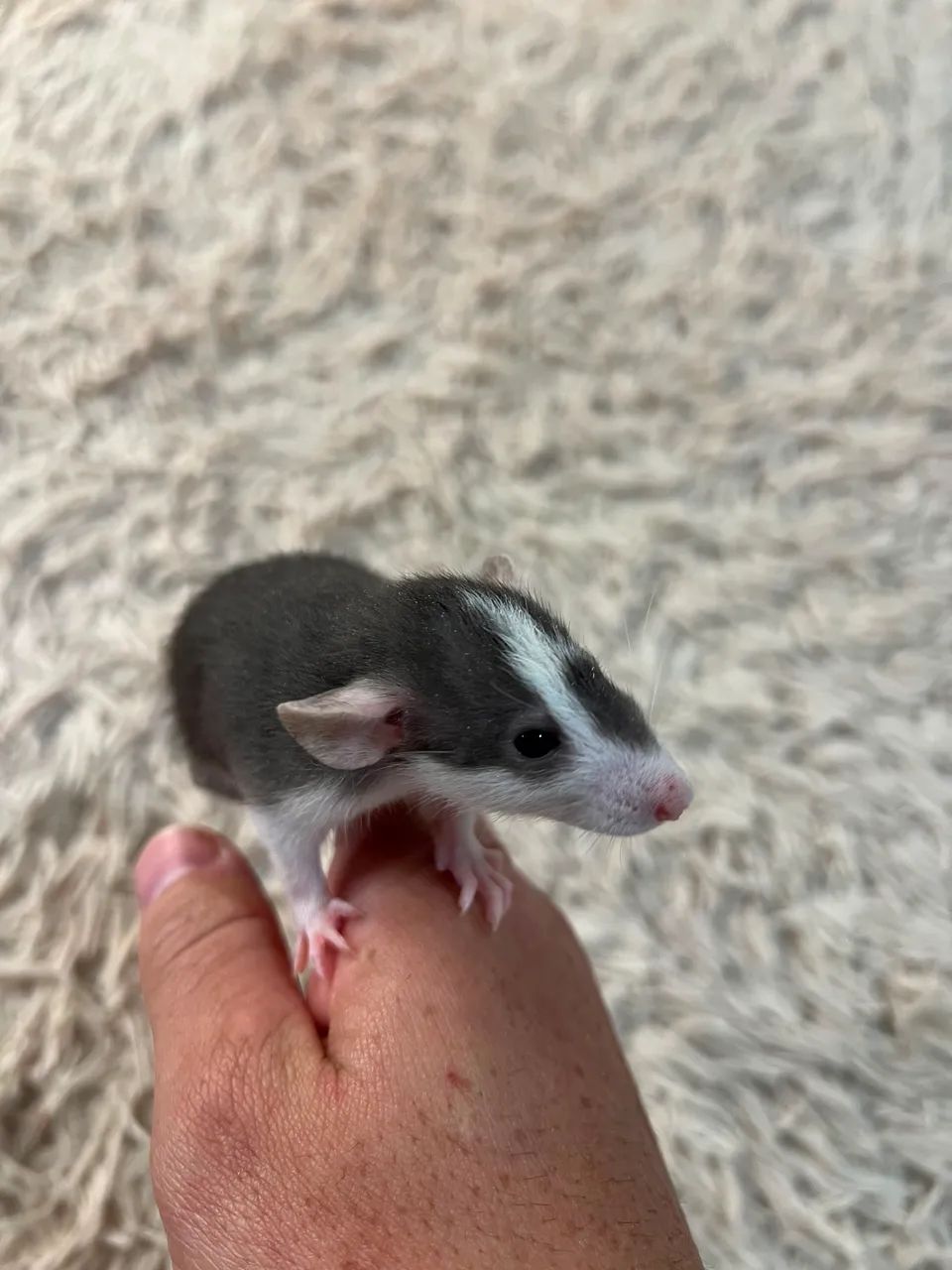 Rato para pet 