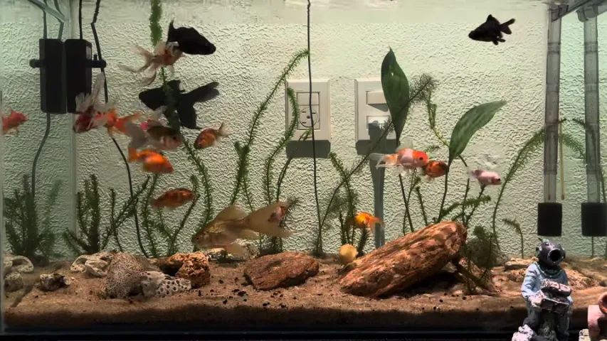 Aquário 130L completo + móvel + luminária | Excelente estado - Foto 6