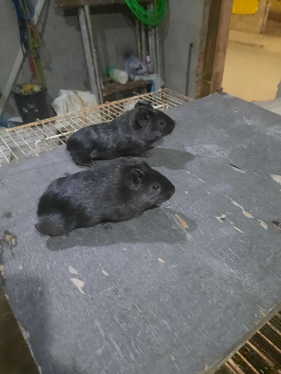 Vendo porquinhos da índia65048997895555122