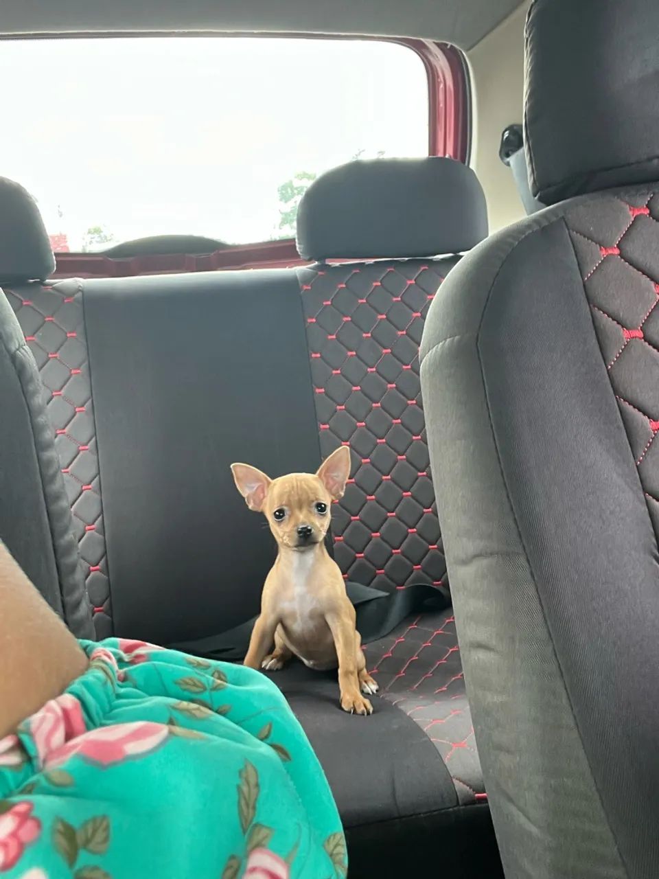 Pinscher 